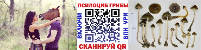 блэк спрут как войти  Гдов  Галлюциногенные грибы Psilocybine cubensis 